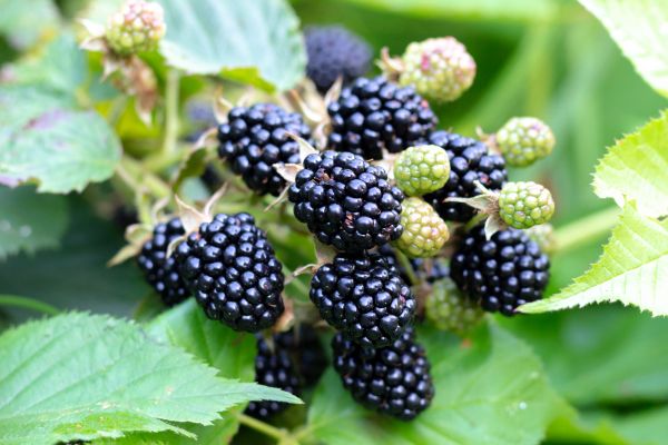 Blackberry Bush Removal in Tracy