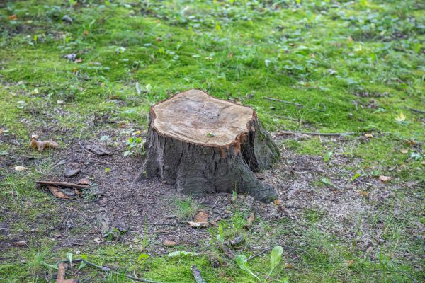 Bush Stump Removal in Tracy