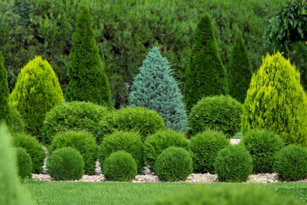 Cost of Bush Trimming Service in Tracy