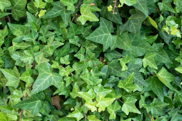 Cost of English Ivy Removal in Tracy