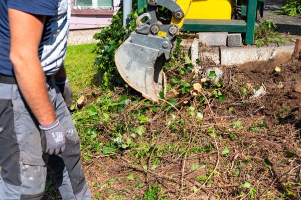 Hedge Removal Service in Tracy