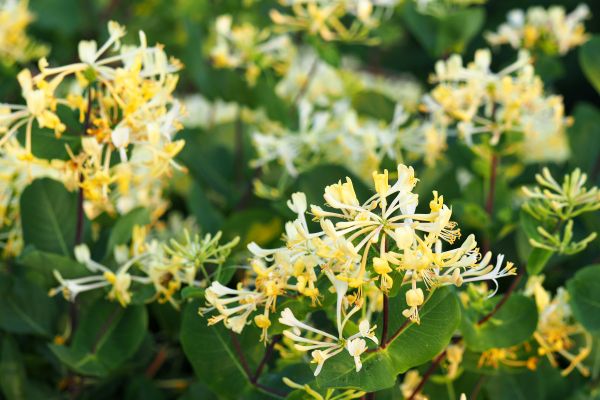 Cost of Honeysuckle Removal in Tracy