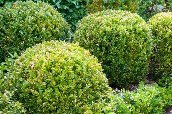Cost of Landscape Trimming Service in Tracy