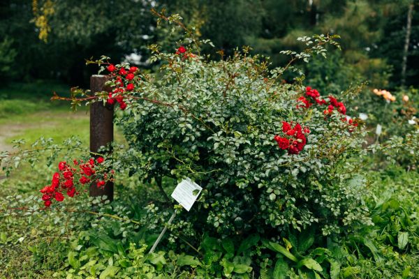 Cost of Rose Bush Removal in Tracy