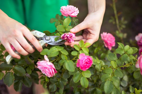 Cost of Rose Trimming in Tracy