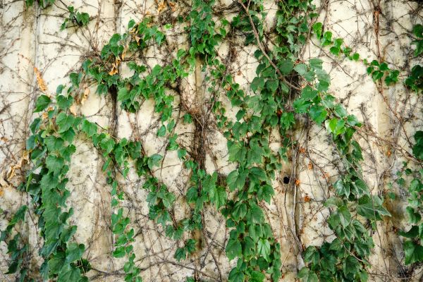 Cost of Vine Removal Service in Tracy