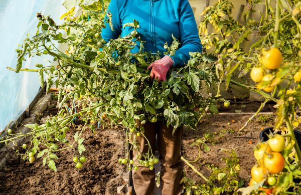 Cost of Garden Plant Removal in Tracy
