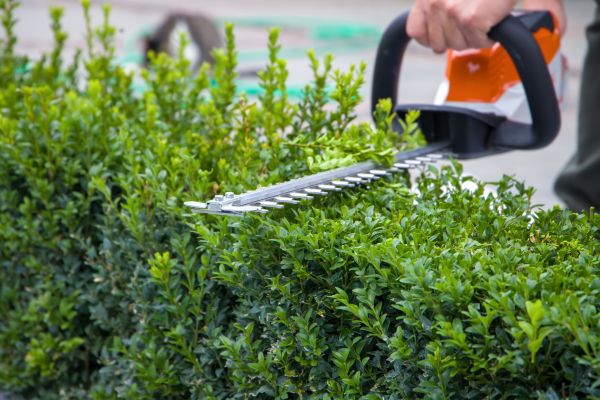 Hedge Shearing in Tracy