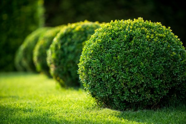 Bush Pruning in Tracy