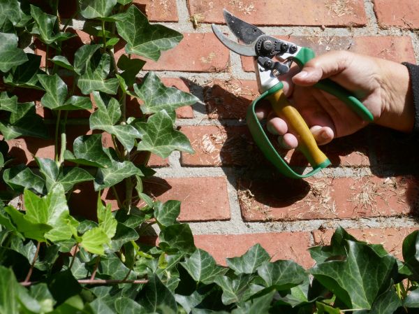 Cost of Ivy Removal Service in Tracy