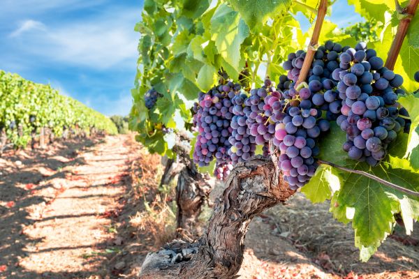 Grapevine Pruning in Tracy