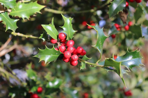 Cost of Holly Tree Trimming in Tracy