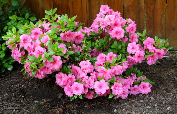 Cost of Azaleas Removal in Tracy