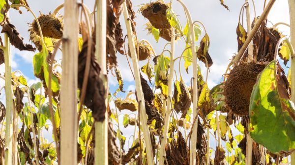 Cost of Dead Plant Removal in Tracy