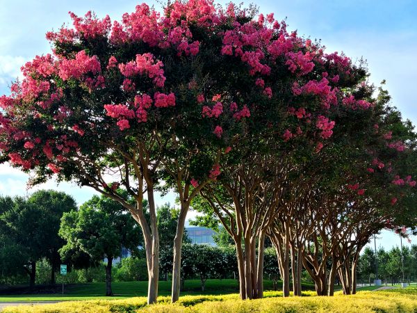 Crepe Myrtle Pruning in Tracy