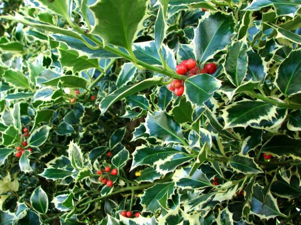 Cost of Holly Bushes Trimming in Tracy