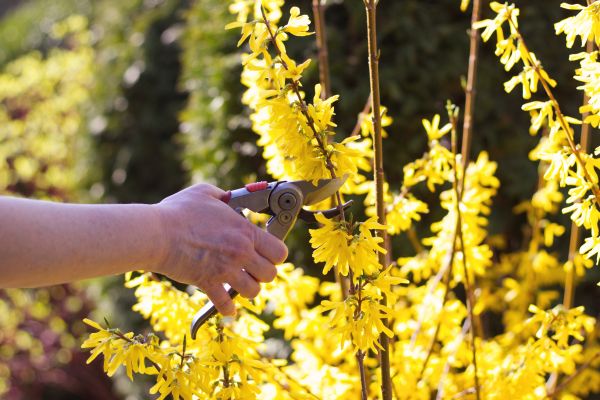 Forsythia Pruning in Tracy