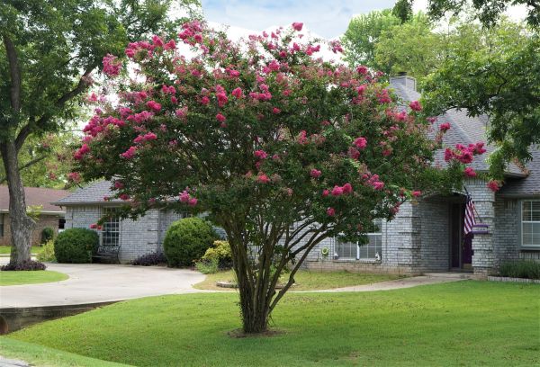 Crepe Myrtle Trimming in Tracy