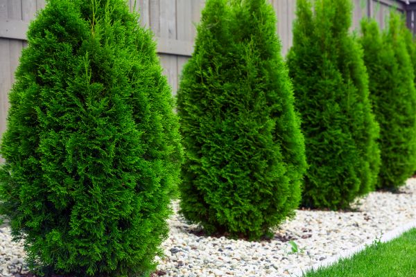 Cost of Arborvitae Removal in Tracy