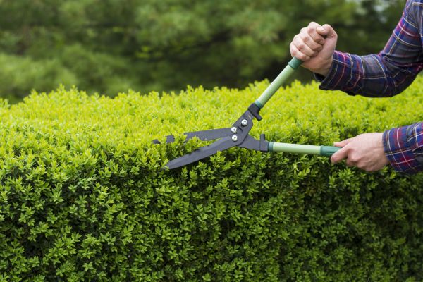 Cost of Evergreen Shrub Pruning in Tracy
