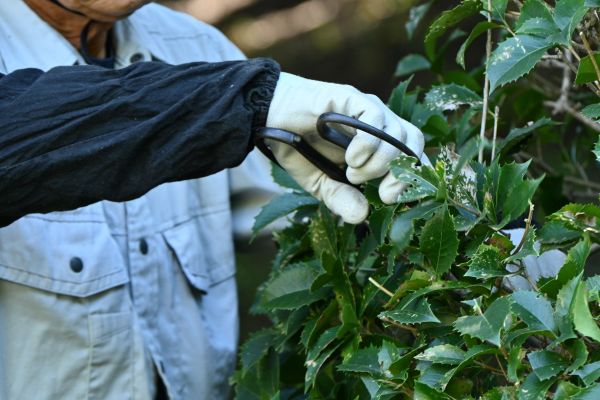 Holly Pruning in Tracy