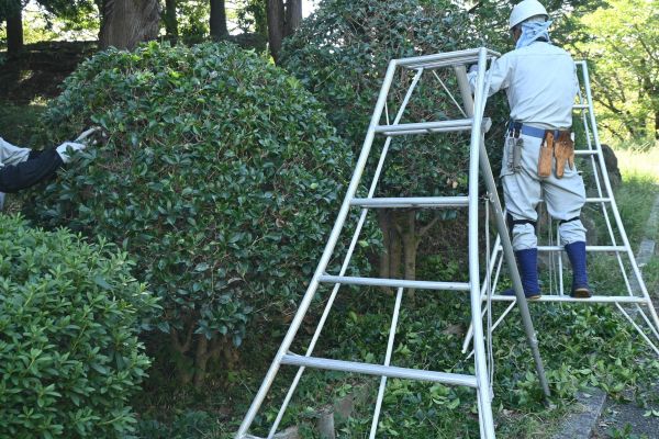 Cost of Holly Shaping in Tracy
