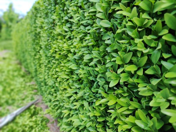 Boxwood Pruning in Tracy