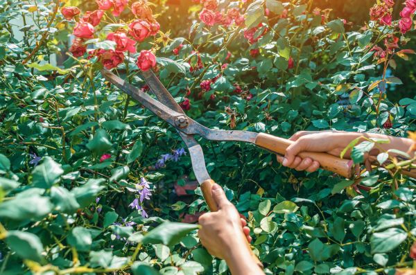 Knockout Roses Pruning in Tracy