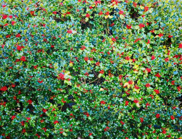 Cost of Holly Bush Removal in Tracy