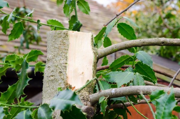 Cost of Holly Tree Removal in Tracy