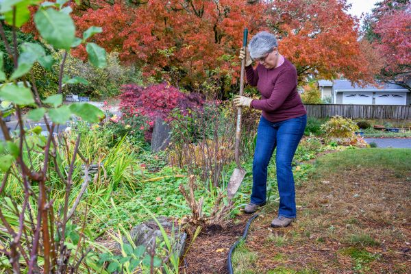 Cost of Dead Bush Removal in Tracy