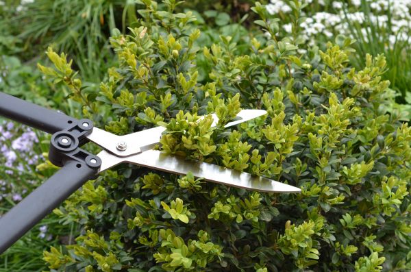 Boxwood Trimming in Tracy