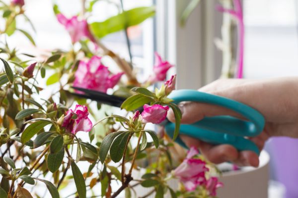 Azalea Pruning in Tracy
