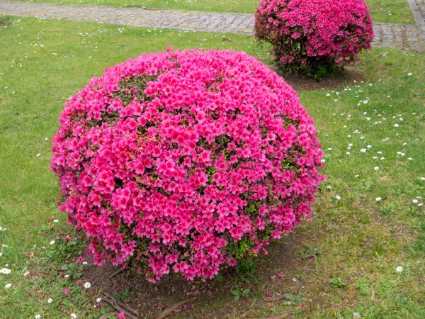 Cost of Rhododendron Pruning in Tracy