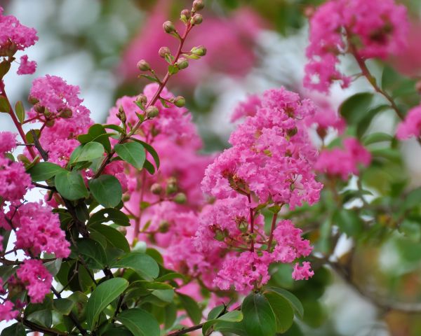 Cost of Crepe Myrtle Removal in Tracy