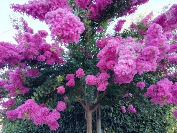 Cost of Crape Myrtle Pruning in Tracy