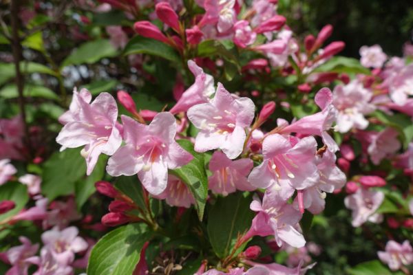 Cost of Weigela Pruning Service in Tracy