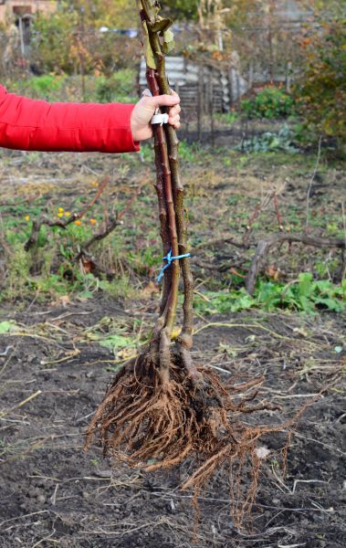 Cost of Shrub Root Removal in Tracy