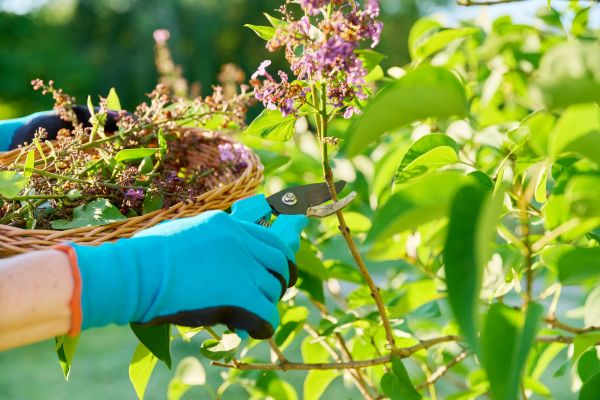 Cost of Lilac Trimming Service in Tracy