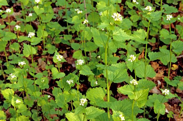 Cost of Garlic Mustard Removal in Tracy