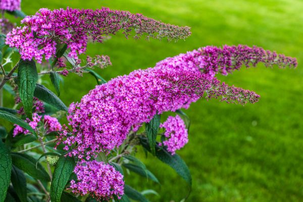 Cost of Butterfly Bush Removal in Tracy