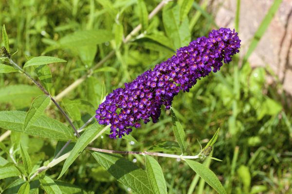 Butterfly Bush Pruning in Tracy