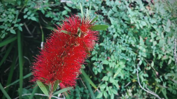 Cost of Bottlebrush Pruning in Tracy