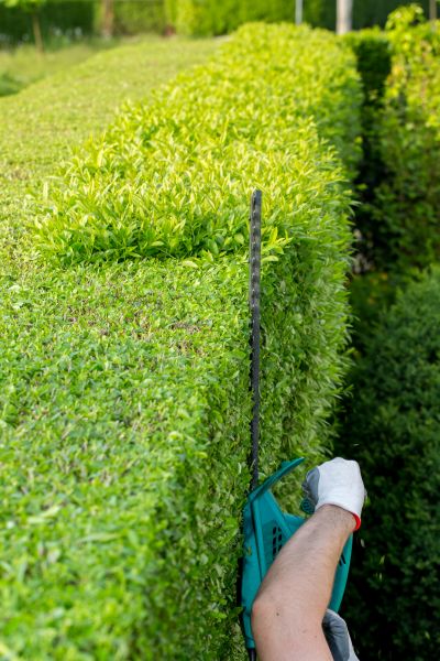 Hedge Trimming in Tracy