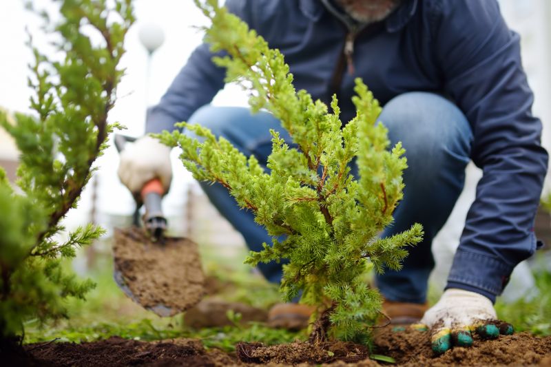 How To Tell When Your Shrubs Need Professional Care