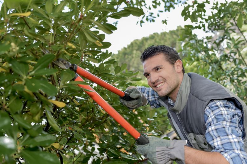 Shrub Cutting