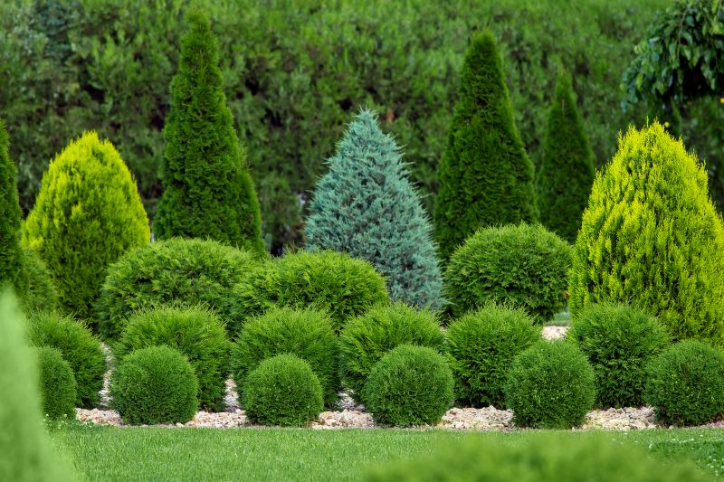 Shrubs with Rounded Shapes
