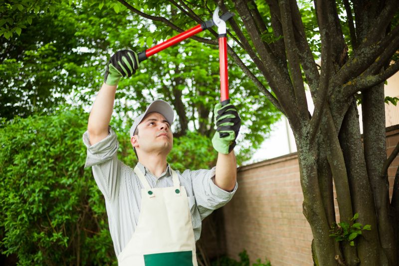 Professional Tree and Shrub Care